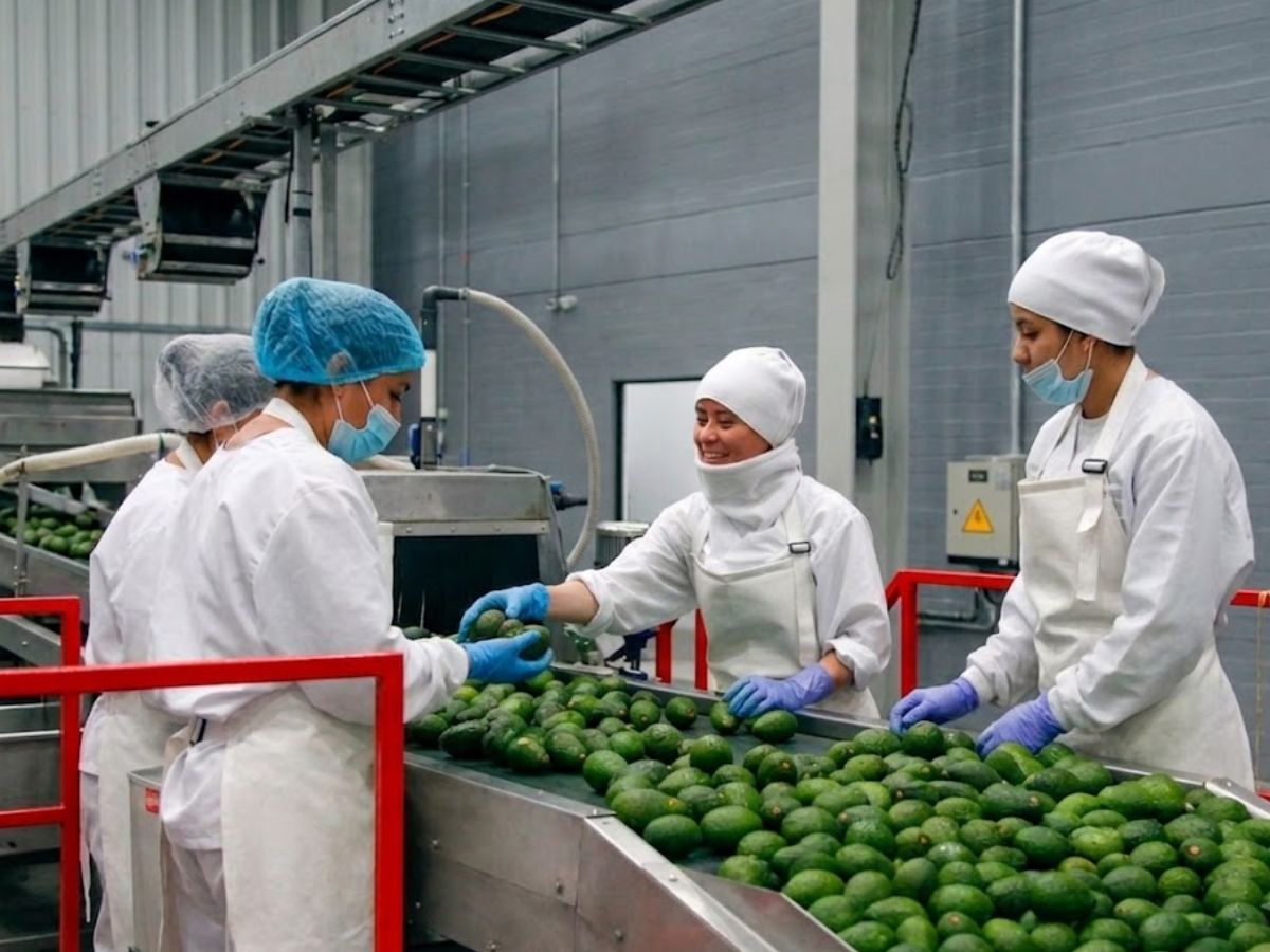 Foto: planta / maquila en operación